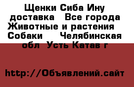 Щенки Сиба Ину доставка - Все города Животные и растения » Собаки   . Челябинская обл.,Усть-Катав г.